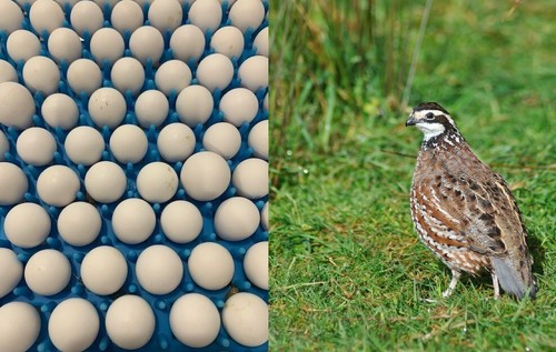Northern bobwhite quail - northern,