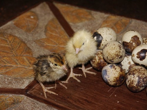 Jumbo white and brown - white,