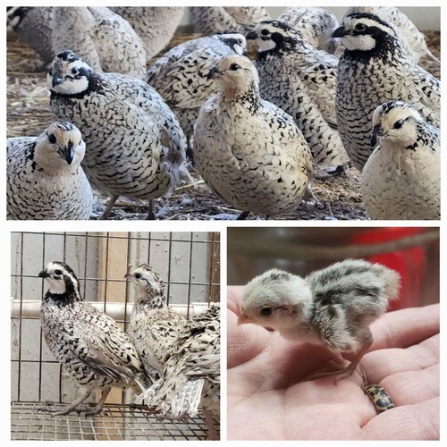 Snowflake bobwhite quail - 25+,