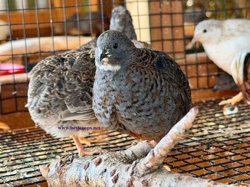 Fertile button quail - 12+,