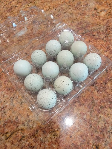 Celadon quail hatching - -,