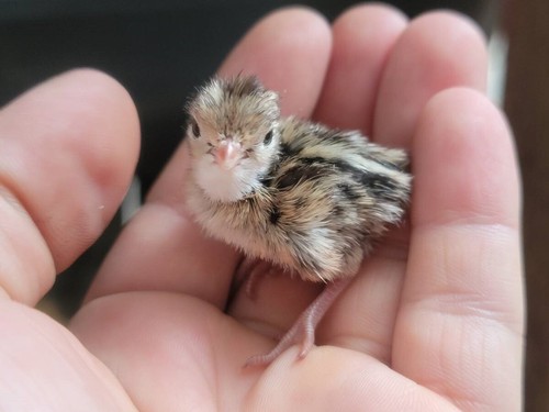 Fertile coturnix quail - fertile,