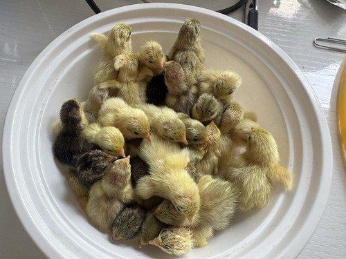 Button quail hatching eggs - 24,