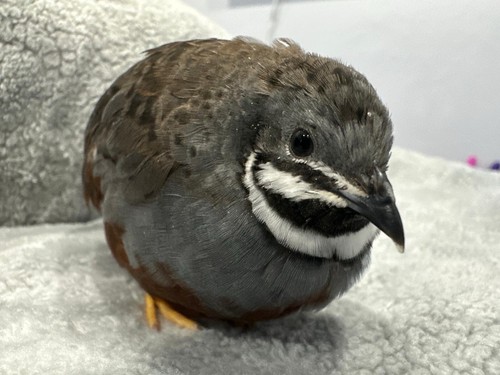 Button quail rarest colors - 16,