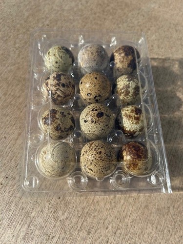 Fresh quail eggs - 12,