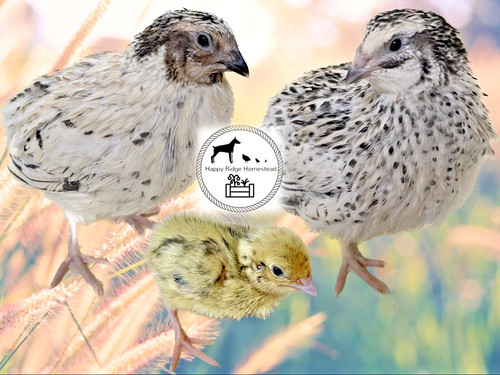 Jumbo pearl fee coturnix - -jumbo,