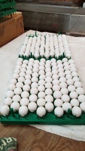 Tennessee red quail eggs - tennessee,