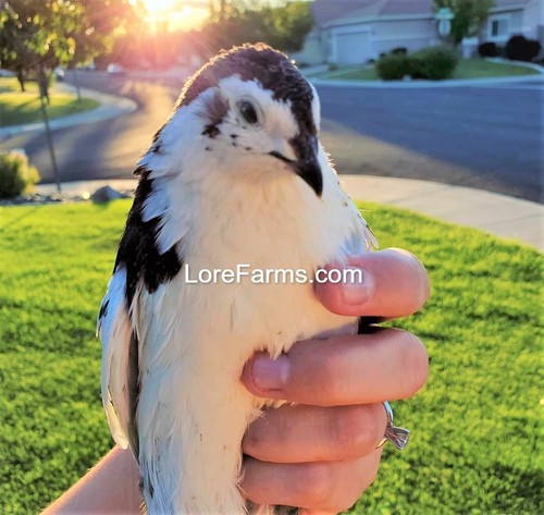 Lore farms - (+3ext),