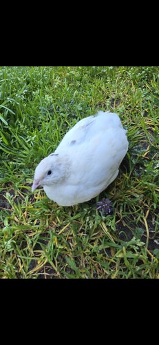 Celadon quail hatching - 15+5,
