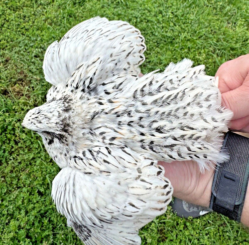 Rare pearl fee quail - rare,