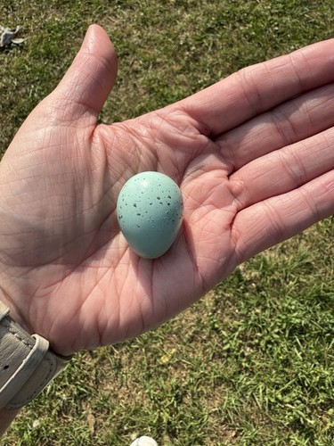 Rare celadon coturnix - rare,