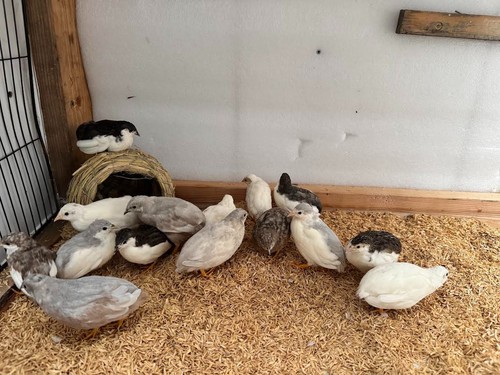 Button quail hatching - button,