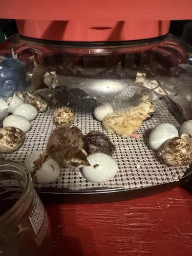 Coturnix quail eggs - coturnix,