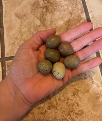 Button quail hatching eggs - 6,