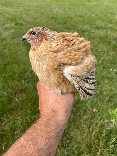 Jumbo italian quail - italian,